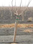 2 x 2 x 6 ACZA Treated Oregon Douglas Fir Pistachio Stake